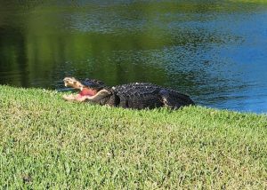Alligator on Mahogany