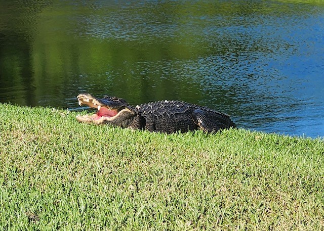 Alligator on Mahogany