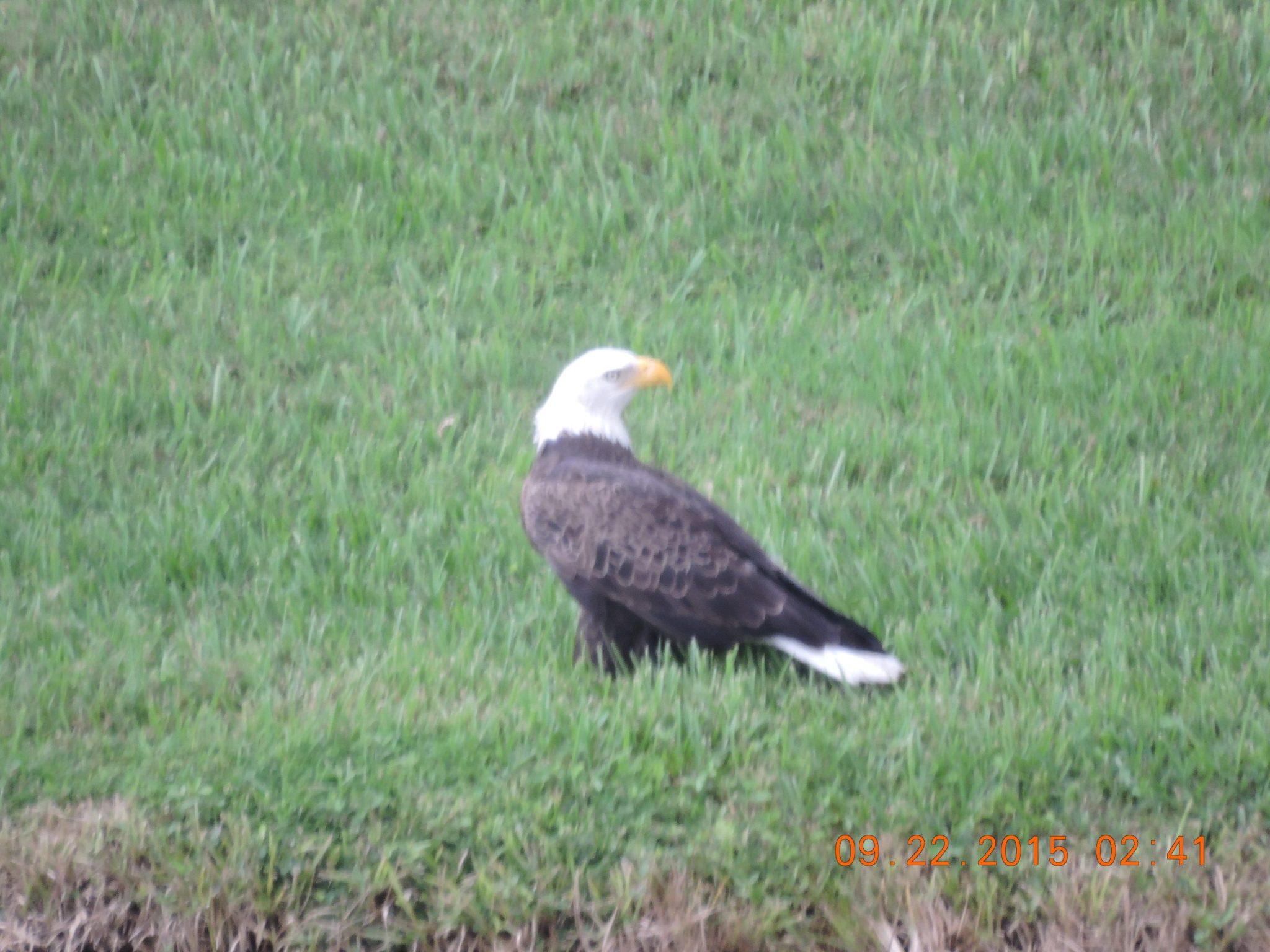 American Eagle