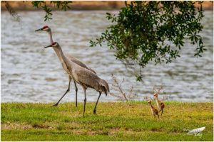 Sandhill Cranes with Chicks