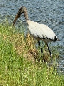 Wood Stork