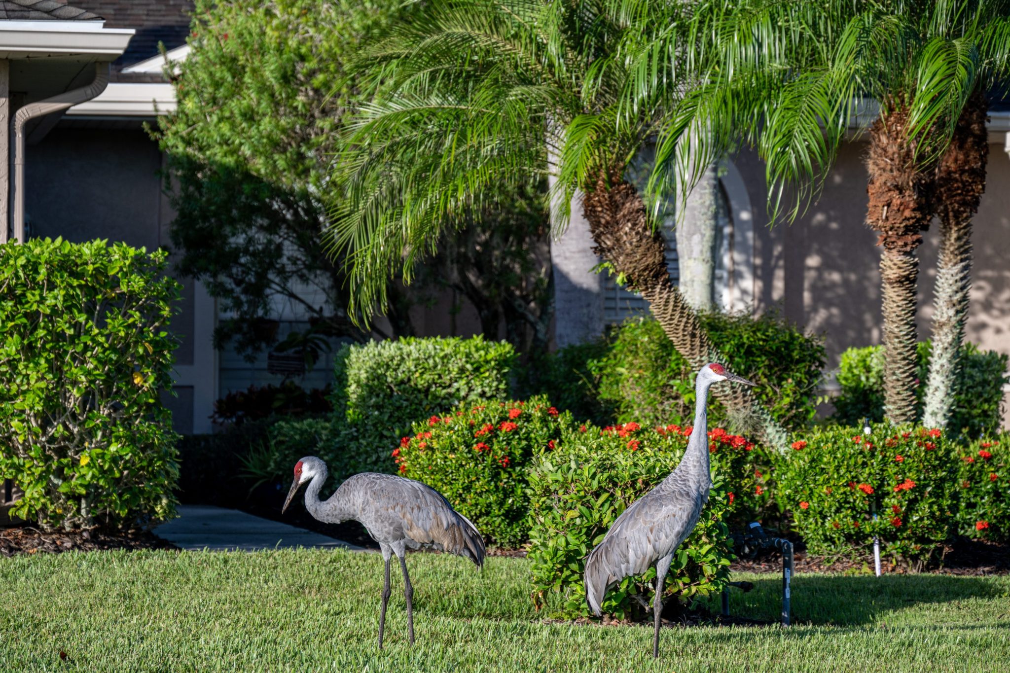 Pair of Sandhill Cranes 2025