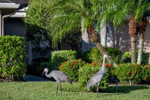 Pair of Sandhill Cranes 2025