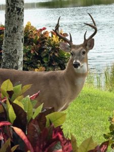 Stag at Heritage Oaks