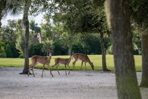 Deer on Golf Course Sand 2025