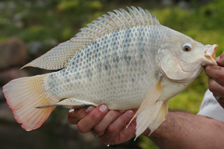 Tilapia