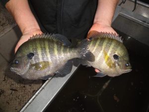 Two Large Bluegill