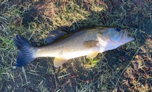 Bass