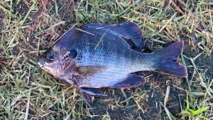 Bluegill