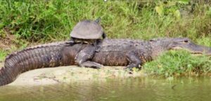 Hitchhiking on an alligator